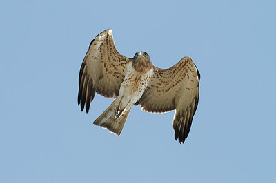 BUITEN BEELD Foto: 262385