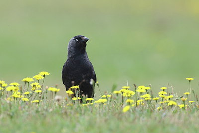 BUITEN BEELD Foto: 262393