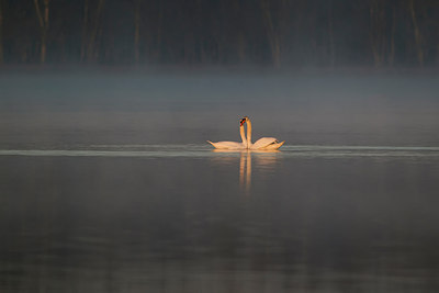 BUITEN BEELD Foto: 262458
