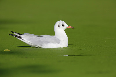 BUITEN BEELD Foto: 262470