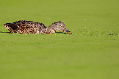 BUITEN BEELD Foto: 262472