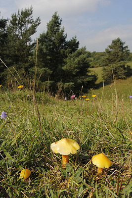 BUITEN BEELD Foto: 262504