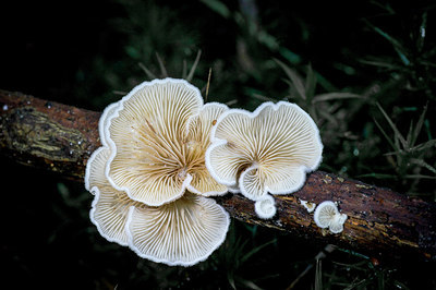 BUITEN BEELD Foto: 262524