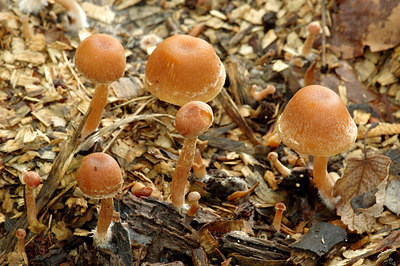 BUITEN BEELD Foto: 262538