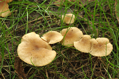 BUITEN BEELD Foto: 262541