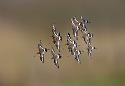 BUITEN BEELD Foto: 262547