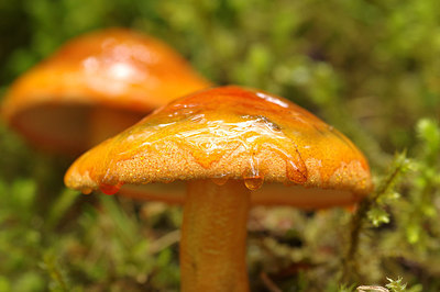 BUITEN BEELD Foto: 262571