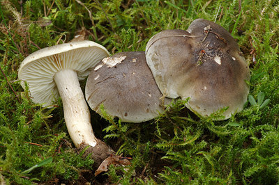 BUITEN BEELD Foto: 262573