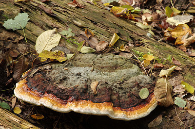 BUITEN BEELD Foto: 262602