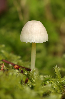 BUITEN BEELD Foto: 262603