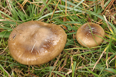 BUITEN BEELD Foto: 262624