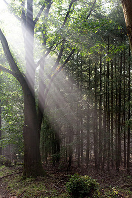 BUITEN BEELD Foto: 262644