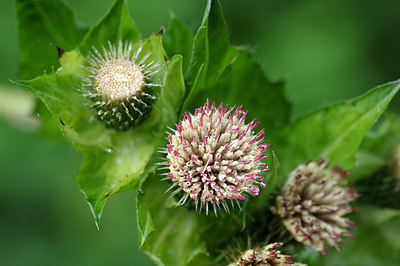 BUITEN BEELD Foto: 262688