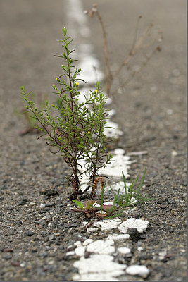 BUITEN BEELD Foto: 262698