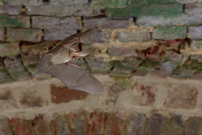 BUITEN BEELD Foto: 262725