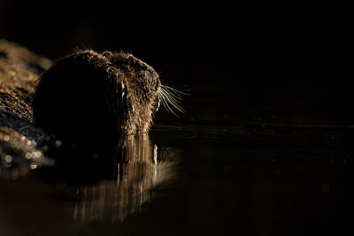 BUITEN BEELD Foto: 262744