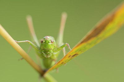 BUITEN BEELD Foto: 262747