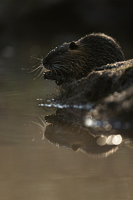 BUITEN BEELD Foto: 262750