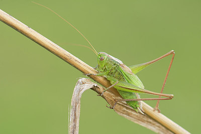 BUITEN BEELD Foto: 262757