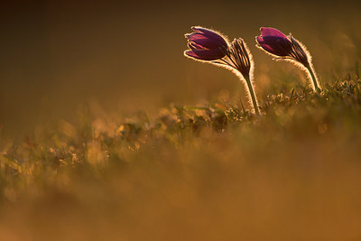BUITEN BEELD Foto: 262760