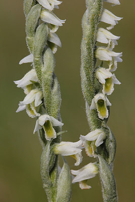BUITEN BEELD Foto: 262767