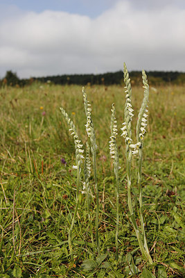 BUITEN BEELD Foto: 262770