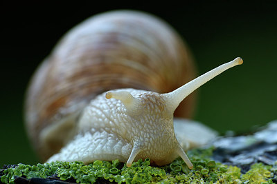 BUITEN BEELD Foto: 262790