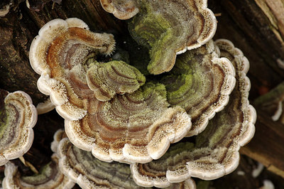 BUITEN BEELD Foto: 262794