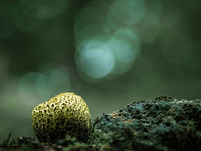 BUITEN BEELD Foto: 262804