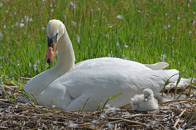BUITEN BEELD Foto: 262825