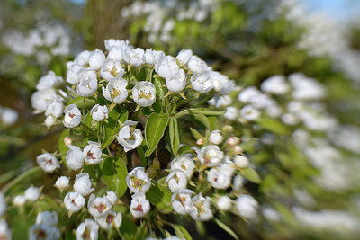 BUITEN BEELD Foto: 262854