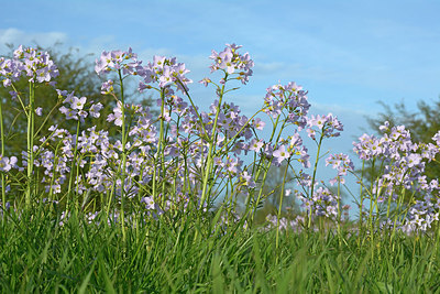 BUITEN BEELD Foto: 262859