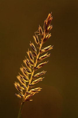 BUITEN BEELD Foto: 262907