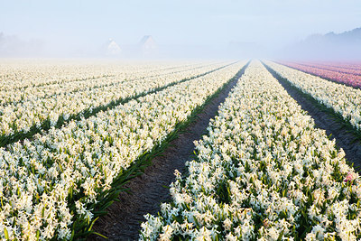 BUITEN BEELD Foto: 262939