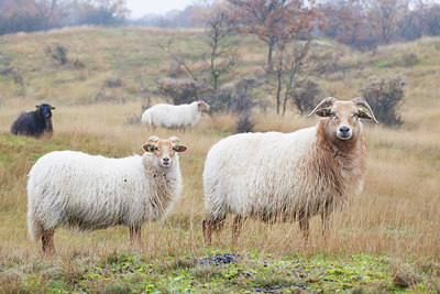 BUITEN BEELD Foto: 262949