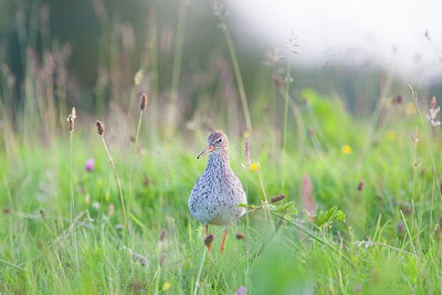 BUITEN BEELD Foto: 262957