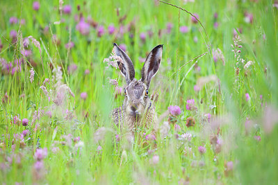 BUITEN BEELD Foto: 262960