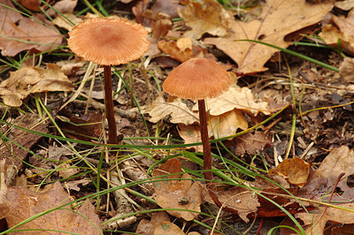 BUITEN BEELD Foto: 262972
