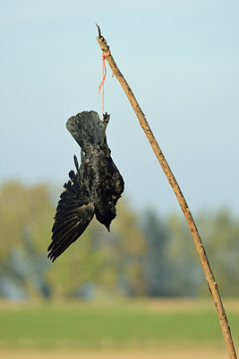 BUITEN BEELD Foto: 263023