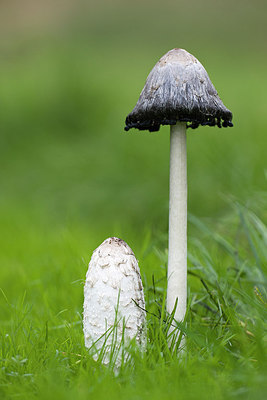 BUITEN BEELD Foto: 263028