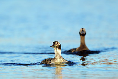 BUITEN BEELD Foto: 263038