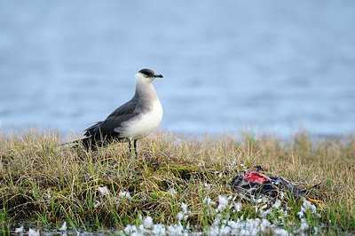 BUITEN BEELD Foto: 263040