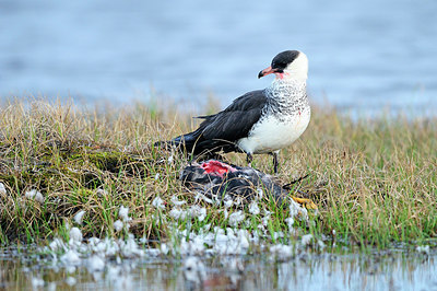 BUITEN BEELD Foto: 263041