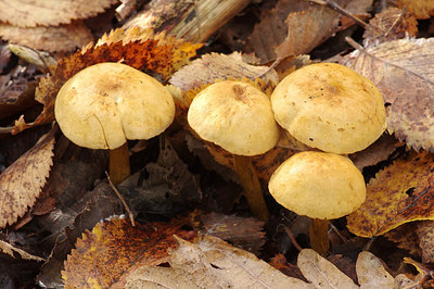 BUITEN BEELD Foto: 263066