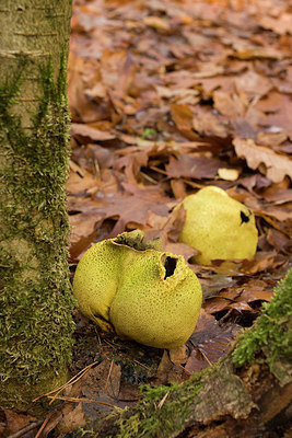 BUITEN BEELD Foto: 263087