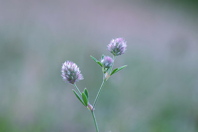 BUITEN BEELD Foto: 263095