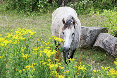 BUITEN BEELD Foto: 263098