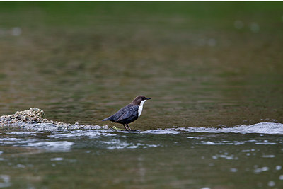 BUITEN BEELD Foto: 263130