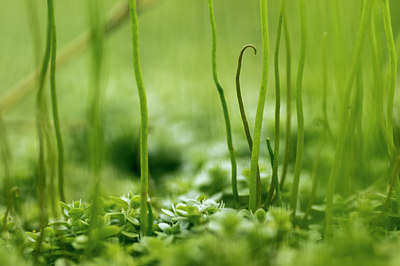 BUITEN BEELD Foto: 263146