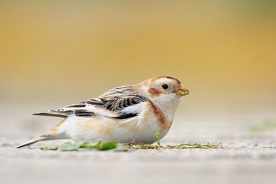 BUITEN BEELD Foto: 263169